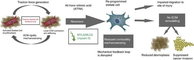 ATRA mechanically reprograms pancreatic stellate cells to suppress matrix remodelling and inhibit cancer cell invasion