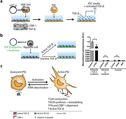 ATRA modulates mechanical activation of TGF-β by pancreatic stellate cells