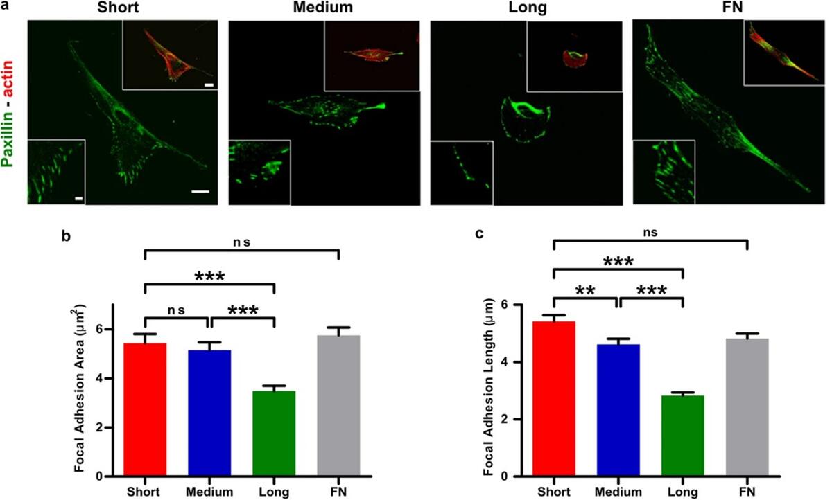Adhesive ligand tether length affects the size and length of focal adhesions and influences cell spreading and attachment