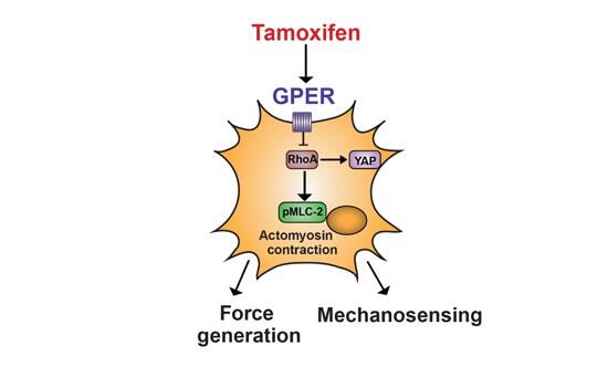 GPER is a mechanoregulator of pancreatic stellate cells and the tumor microenvironment