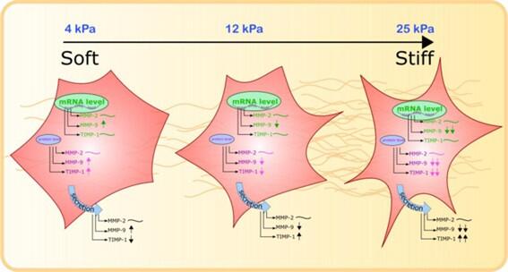 Matrix stiffness modulates the activity of MMP-9 and TIMP-1 in hepatic stellate cells to perpetuate fibrosis