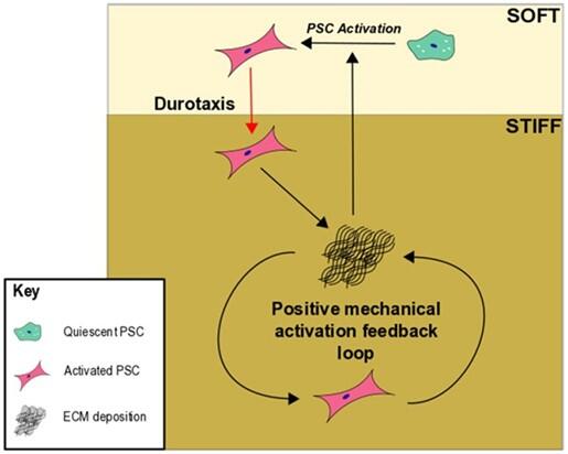 Substrate Rigidity Controls Activation and Durotaxis in Pancreatic Stellate Cells
