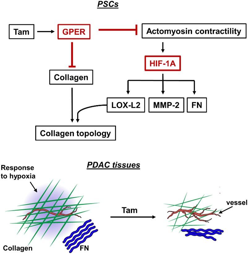 Tamoxifen mechanically reprograms the tumor microenvironment via HIF‐1A and reduces cancer cell survival