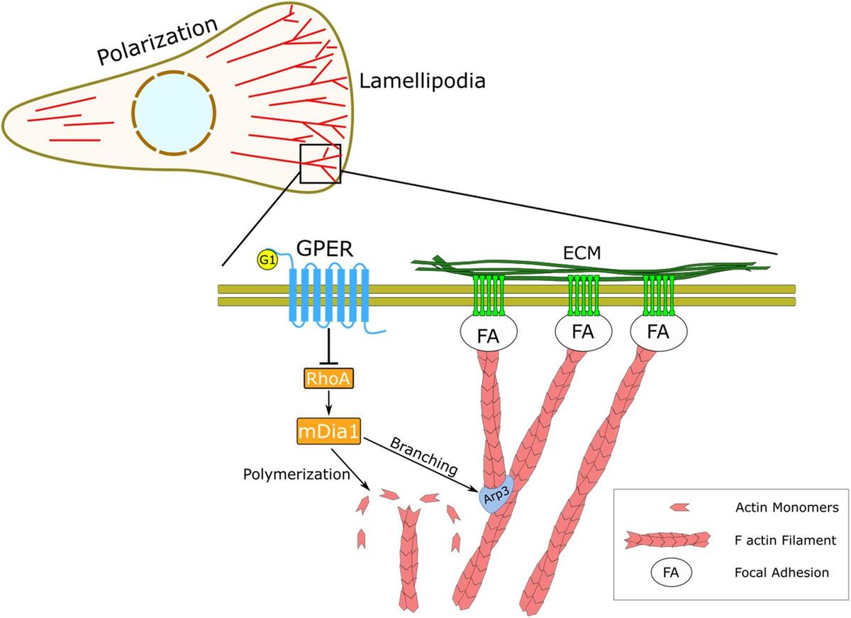 G Protein-Coupled Estrogen Receptor Regulates Actin Cytoskeleton Dynamics to Impair Cell Polarization