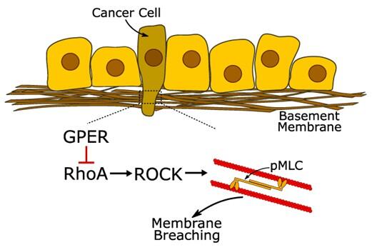 GPER Activation Inhibits Cancer Cell Mechanotransduction and Basement Membrane Invasion via RhoA