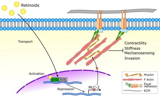 Retinoic acid receptor β modulates mechanosensing and invasion in pancreatic cancer cells via myosin light chain 2