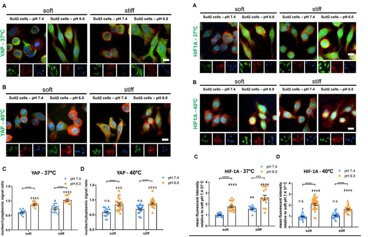 Self-Assembling Polypeptide Hydrogels as a Platform to Recapitulate the Tumor Microenvironment