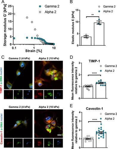 Substrate Stiffness-Driven Membrane Tension Modulates Vesicular Trafficking via Caveolin-1