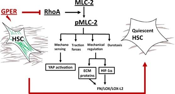 Tamoxifen mechanically deactivates hepatic stellate cells via the G protein- coupled estrogen receptor